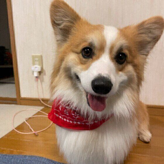 ウェルシュ・コーギー・ペンブローク