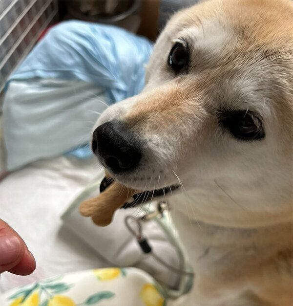 おやつをもらうゆめちゃん