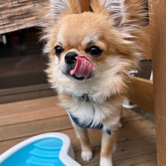 犬の食が細くなる理由と犬がごはんを食べないときの対処法を獣医師に聞いた いぬのきもち