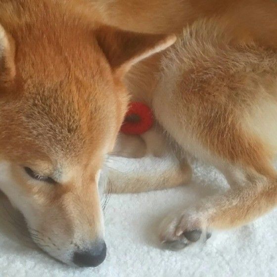 柴のらっくくん