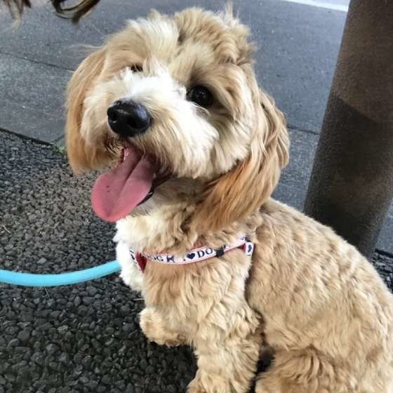 ミックス小型犬