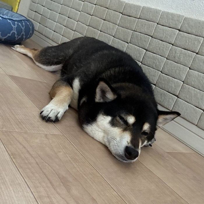 床に伏せるあずきちゃん