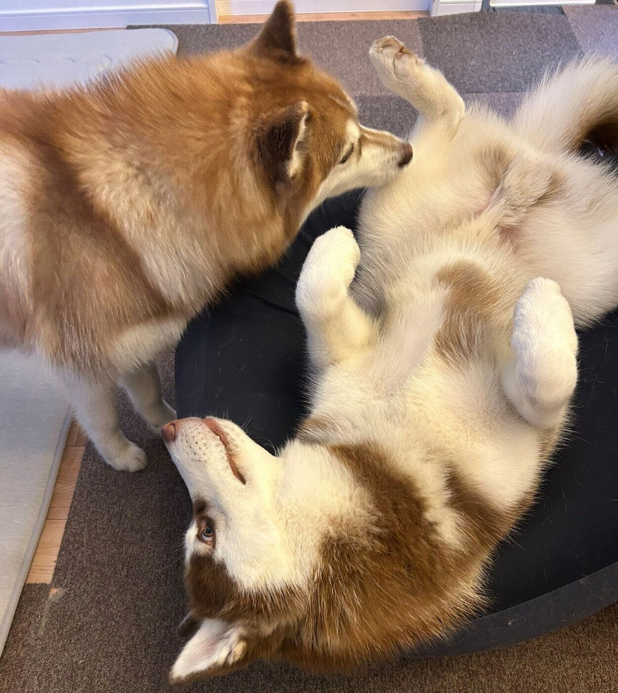 ロズくんと先住犬・レムちゃん
