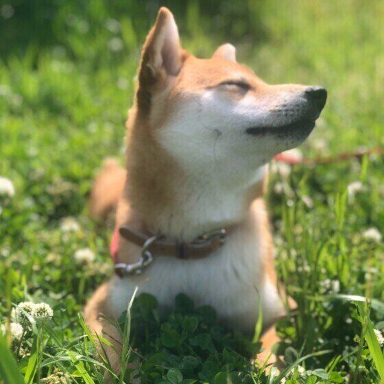 芝生の上にいる柴犬