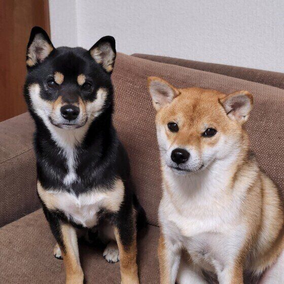 大雨や雷、台風の日は愛犬と家でどう過ごす? 外に出ることができない日の過ごし方 いぬのきもち