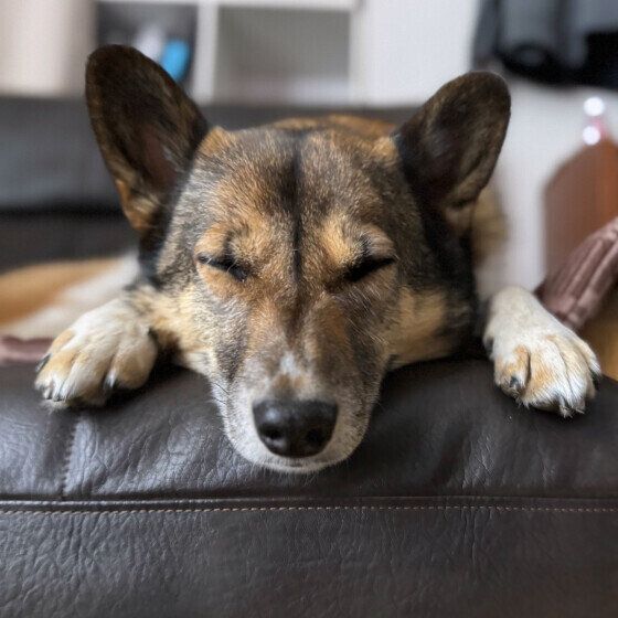 雨の日は眠くなっちゃうなぁ