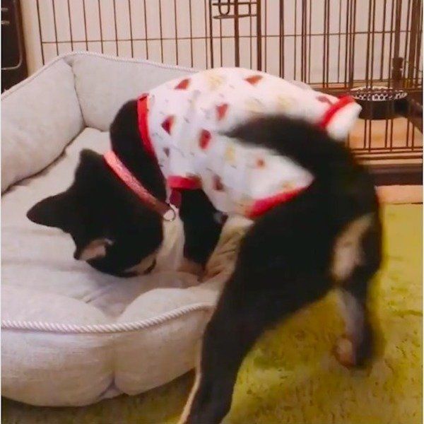 掘り掘りワンコ