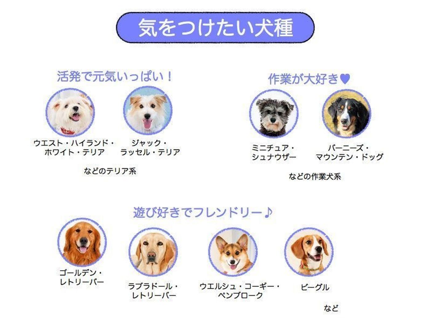 遊びが足りないとストレスに 特に遊びが大好きな犬8選 いぬのきもちweb Magazine 遊びが足りないとストレスに 特に遊びが大好きな犬8選 いぬのきもちweb Magazine