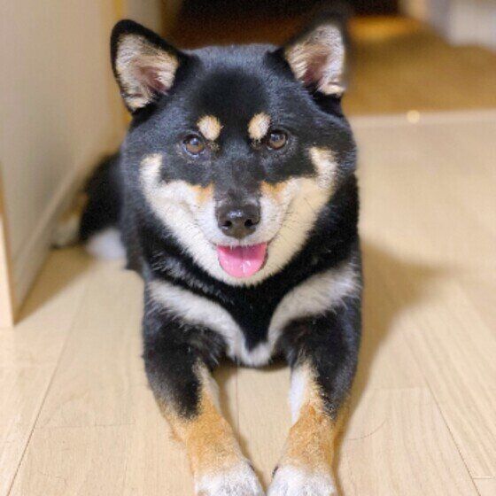 柴のラガーちゃん♪