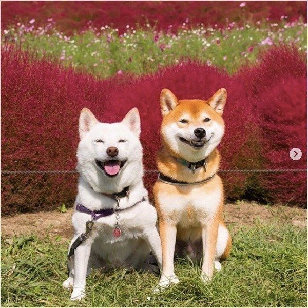 写真を撮る柴犬