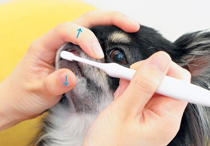 切歯のみがき方1