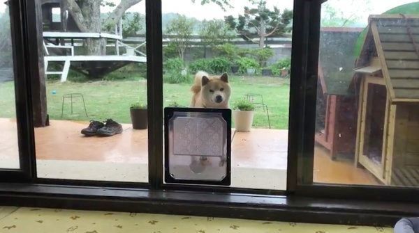 部屋の中に入ろうとする定春くん