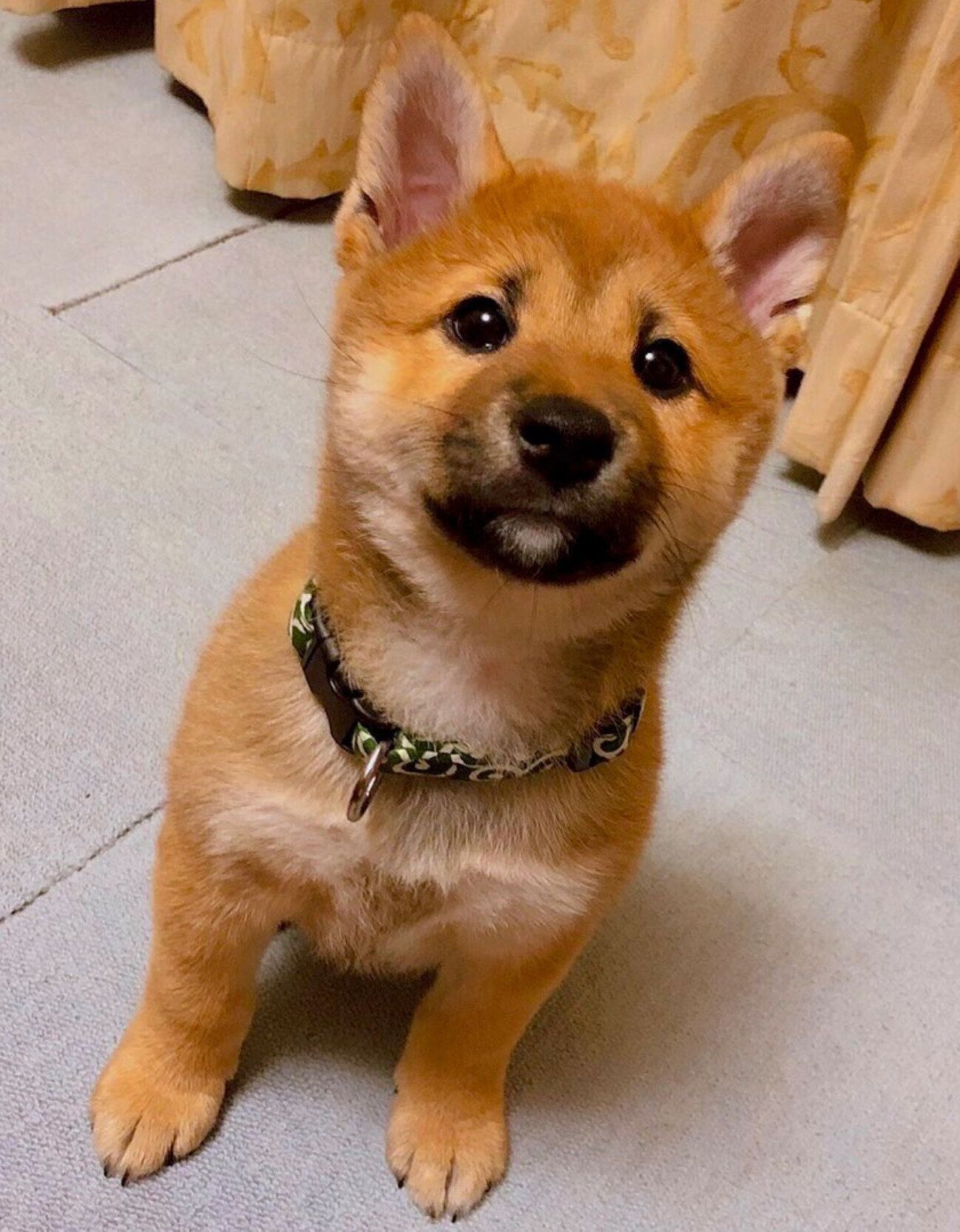 子犬時代の陽くん