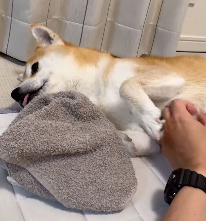 タオルを守りながらナデナデを堪能するむぎちゃん