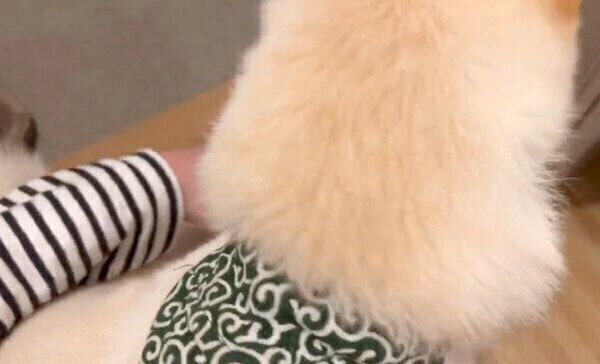 足を拭かれに自発的に膝に乗る、わさびくん