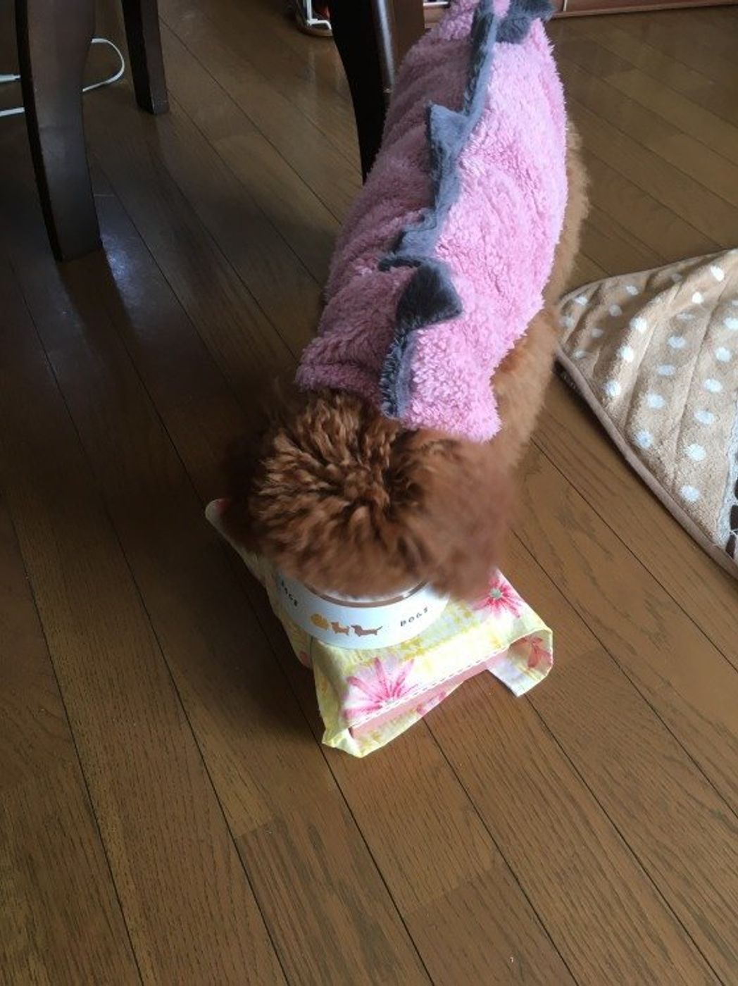 犬は豆腐を食べてもいいの 与えるときの3つの注意点とは いぬのきもちweb Magazine 犬は豆腐を食べてもいいの 与えるときの3つの注意点とは いぬのきもちweb Magazine