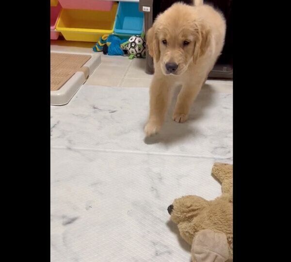 兄犬にこっそりと近づく、つゆちゃん