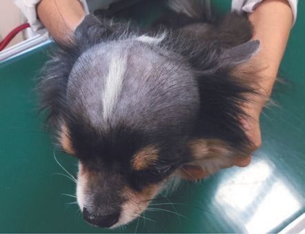 ブルーやフォーンの毛色に起きる異常のため、頭頂部の白い毛は抜けていません