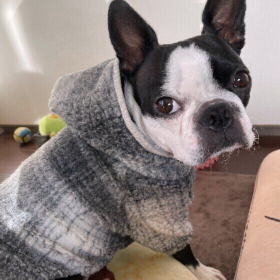 ボストン・テリアのむぎちゃん