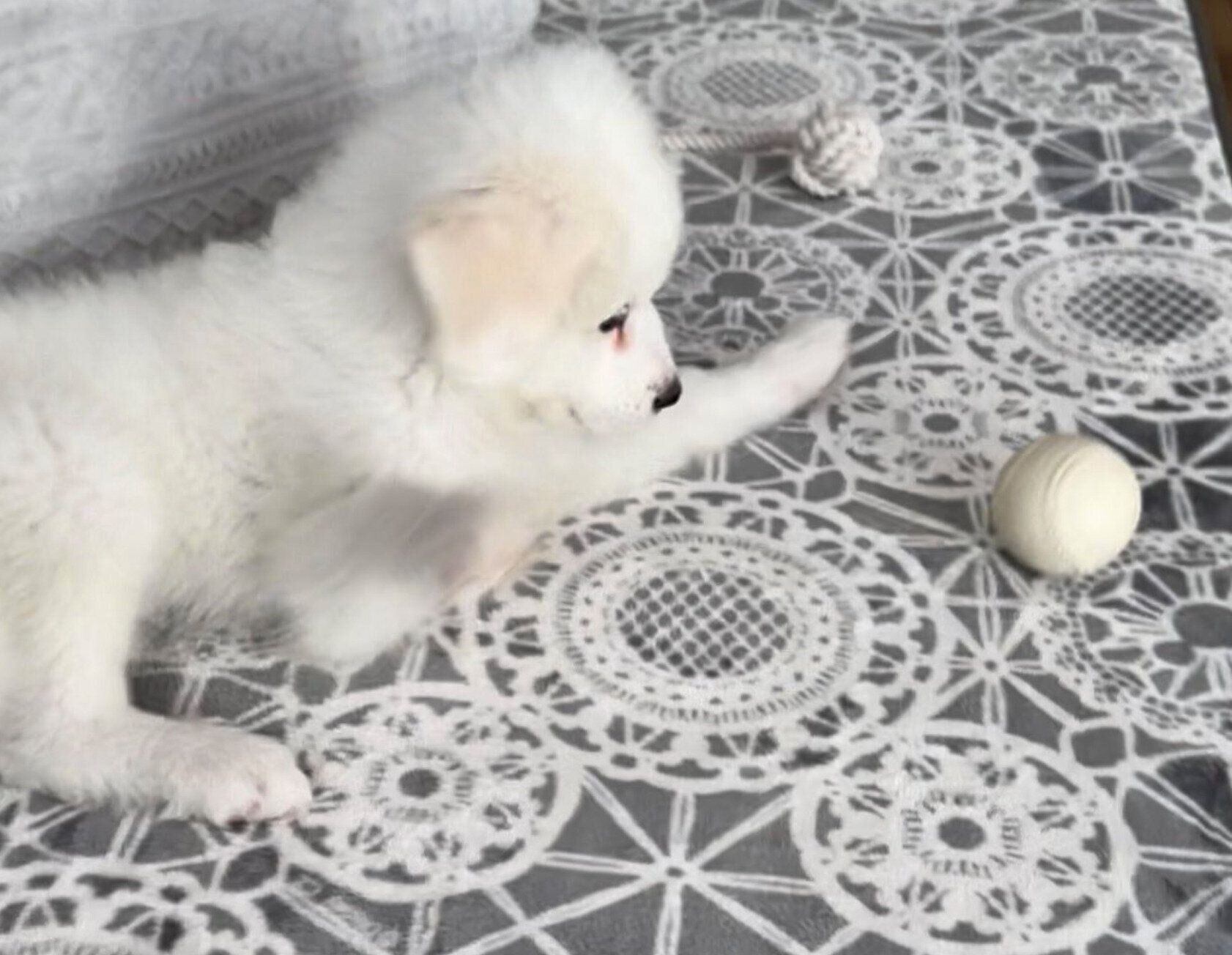 生後2カ月のころのララちゃん