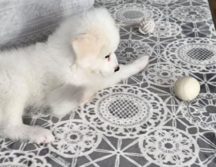 生後2カ月のころのララちゃん