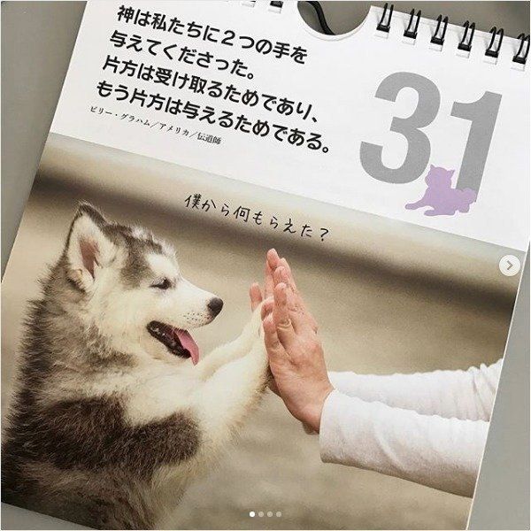 ワンコの日めくりカレンダー