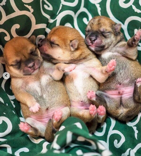 豆柴コンビに待望の赤ちゃんが誕生 初めての出産で悲しみと喜びを経験 育児に奮闘する様子を聞いた いぬのきもちweb Magazine