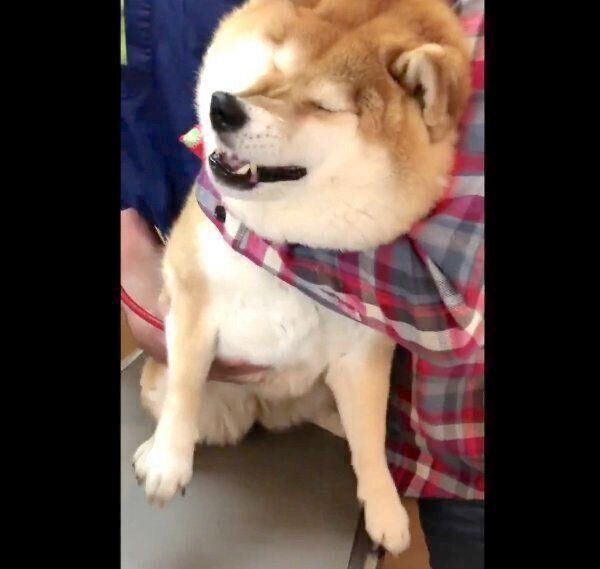 病院が苦手なハナちゃん