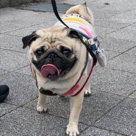 まるちゃん パグ