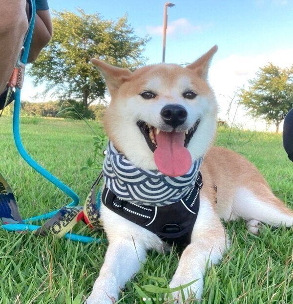 お散歩を楽しむ咲ク太郎くん