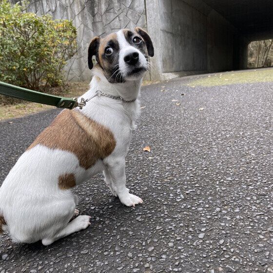 冬悟くん（ジャック・ラッセル・テリア）