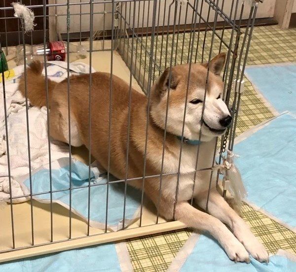 おやつをねだる柴犬