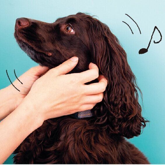 愛犬が喜ぶところをなでる