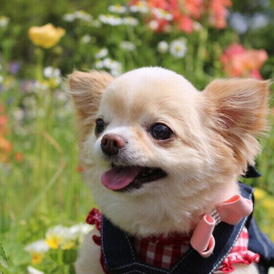 犬が亡くなる前にみせる兆候と愛犬の看取りについて獣医師に聞いた いぬのきもち