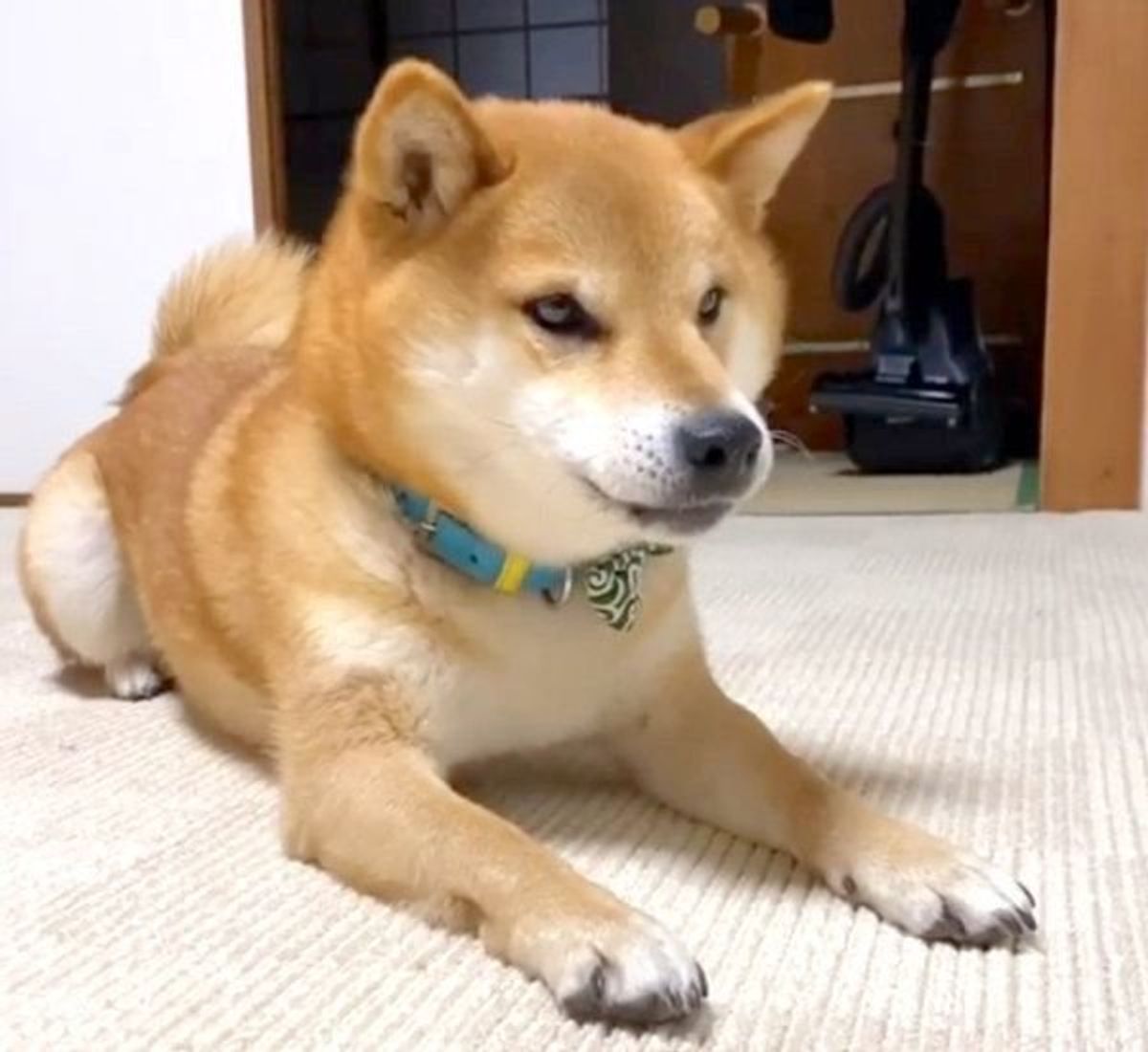 全力で おててばーん する柴犬 スローで見るとおもしろいことに いぬのきもちweb Magazine 全力で おててばーん する柴犬 スローで見るとおもしろいことに いぬのきもちweb Magazine