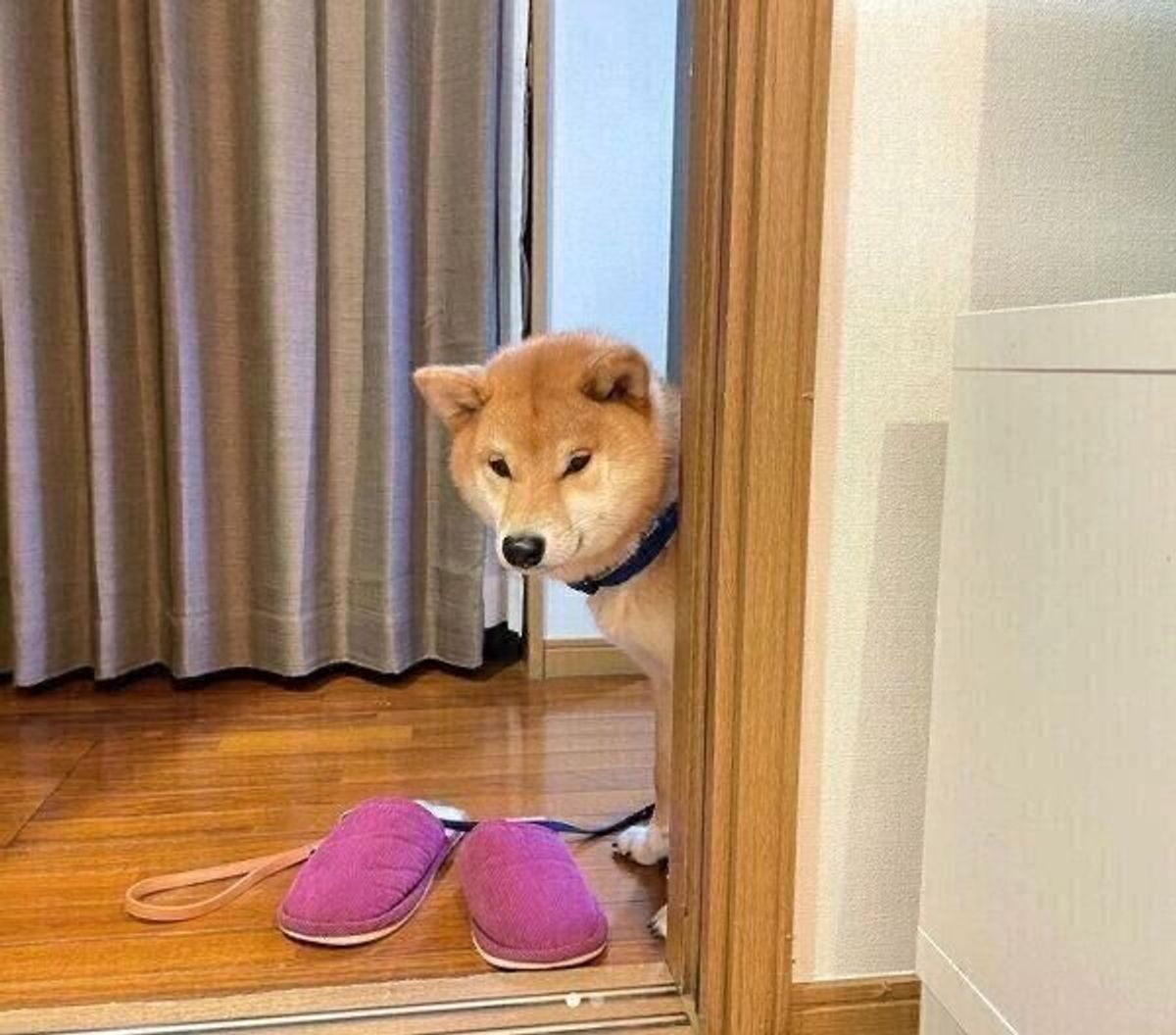 リードをつけて準備万端 散歩前に 無言の圧 をかける犬の心理とは 獣医師解説 いぬのきもちweb Magazine リードをつけて準備万端 散歩前に 無言の圧 をかける犬の心理とは 獣医師解説 いぬのきもちweb Magazine