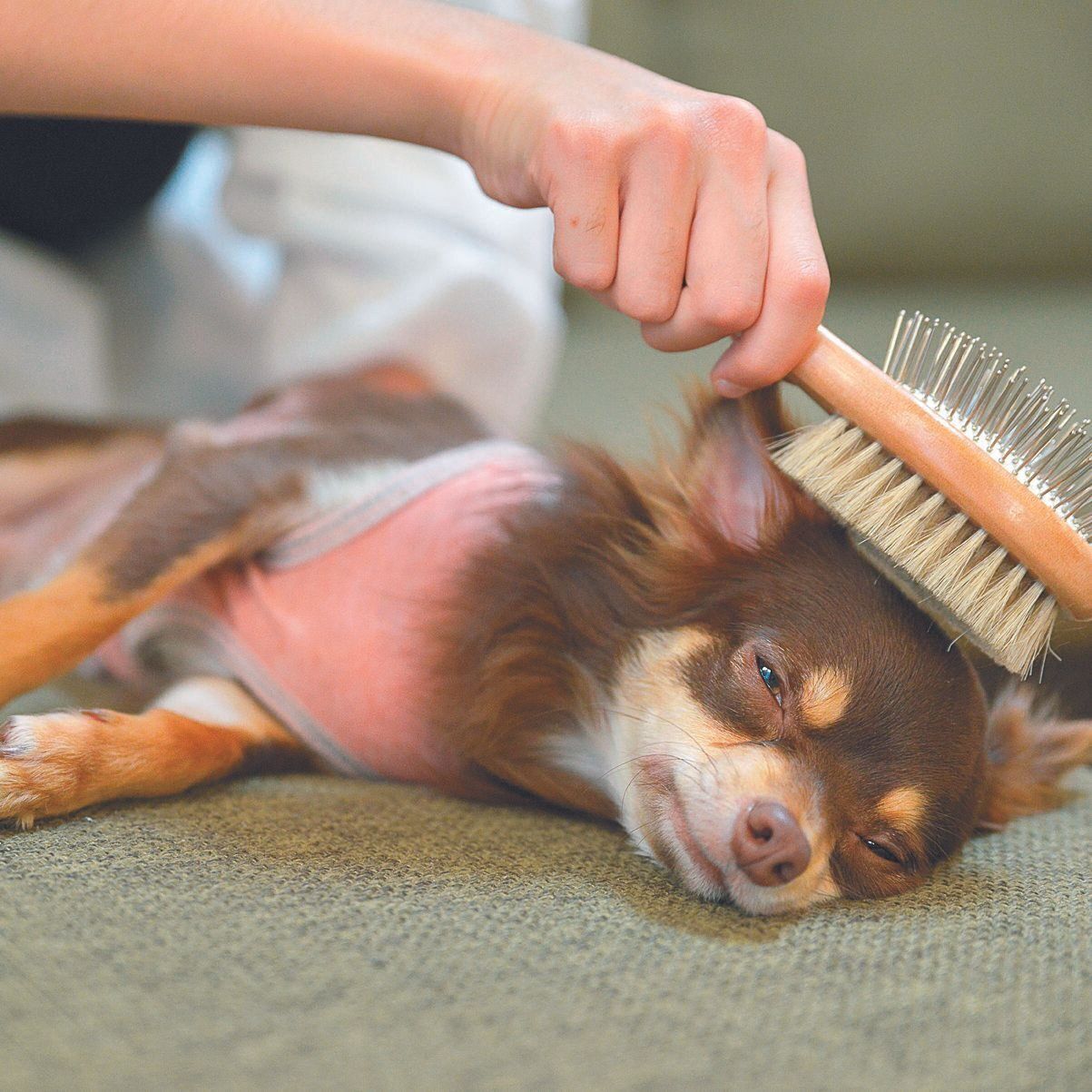 家でのリラックスタイム。タルトくんは娘さんによるブラッシングが大好き