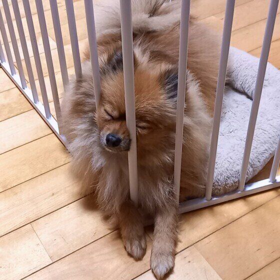 ポメラニアンの玲央くん♪