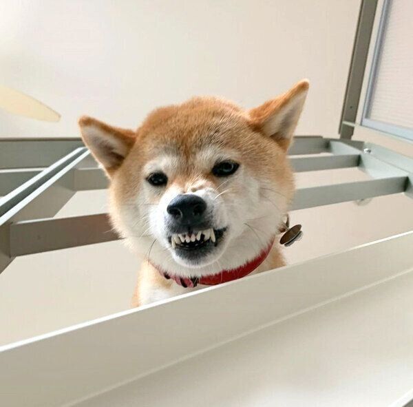 歯をむき出すハルちゃん