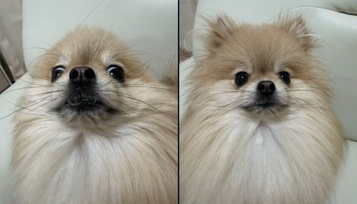 なごみちゃんのビフォーアフター写真