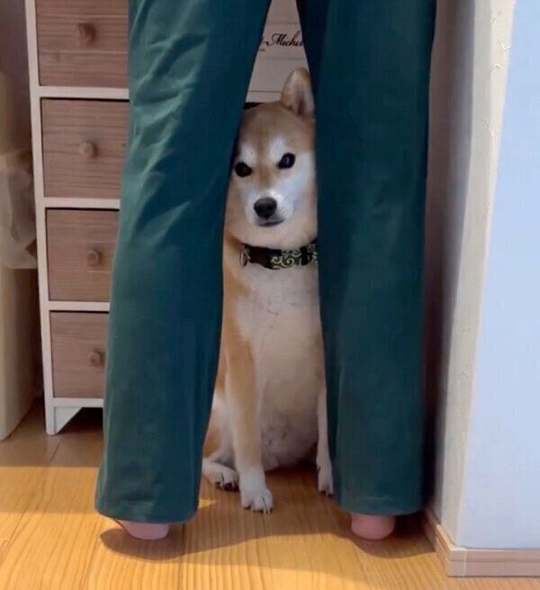 「ボクも行きたい」と訴えるラテくん