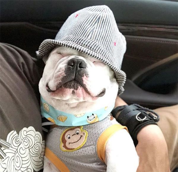 眠るフレンチ・ブルドッグ