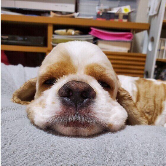 犬が寝ないとき、よく眠らせるためにできること いぬのきもち