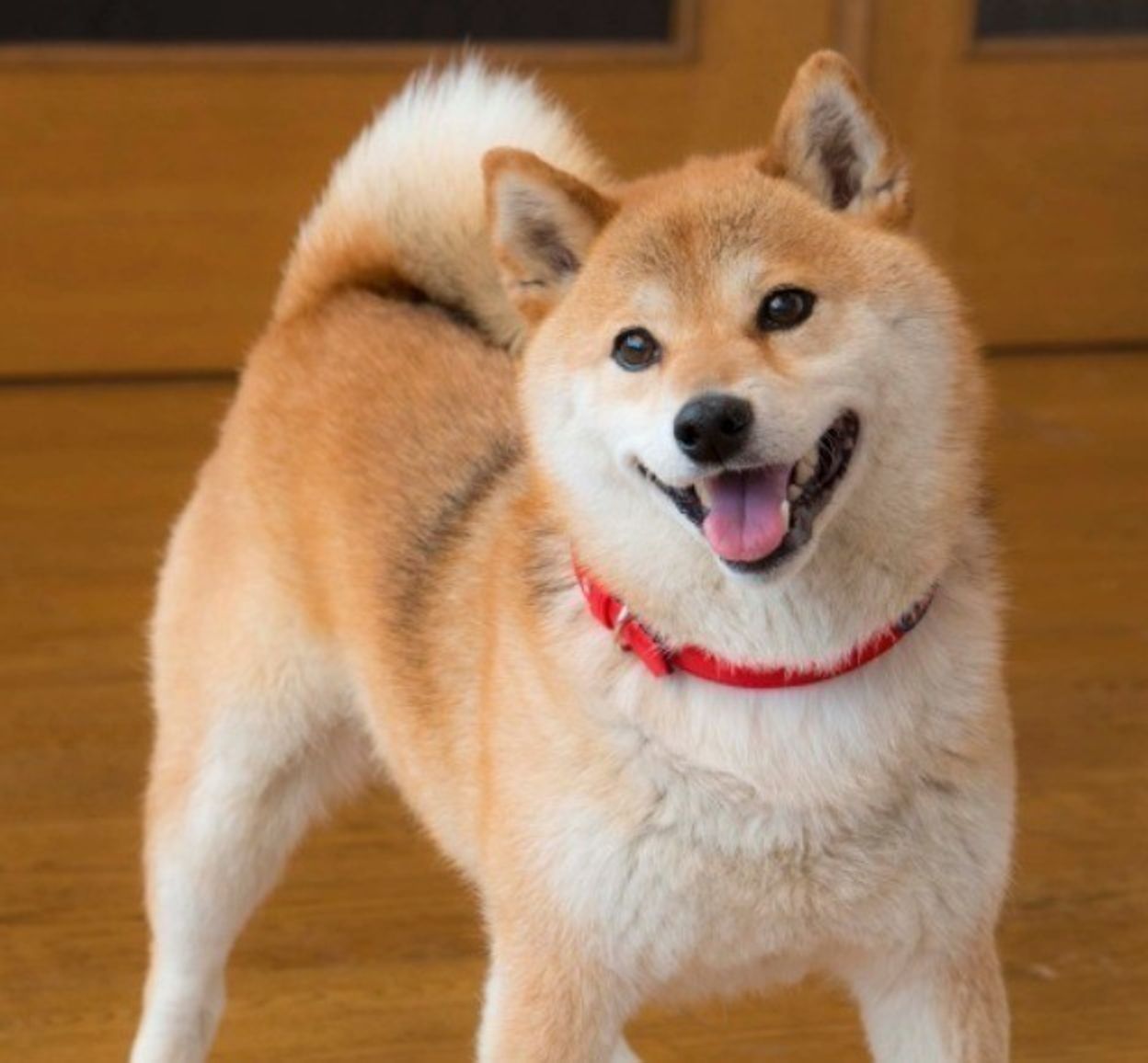 日本最古のザ 和犬 柴犬 クールに見えて家族思いです いぬのきもちweb Magazine 日本最古のザ 和犬 柴犬 クールに見えて家族思いです いぬのきもちweb Magazine