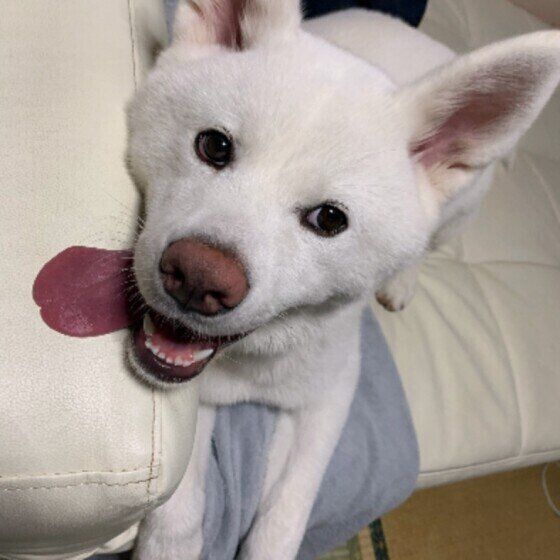 嬉しそうな秋田犬