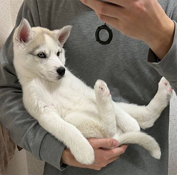 抱っこされるアシㇼちゃん