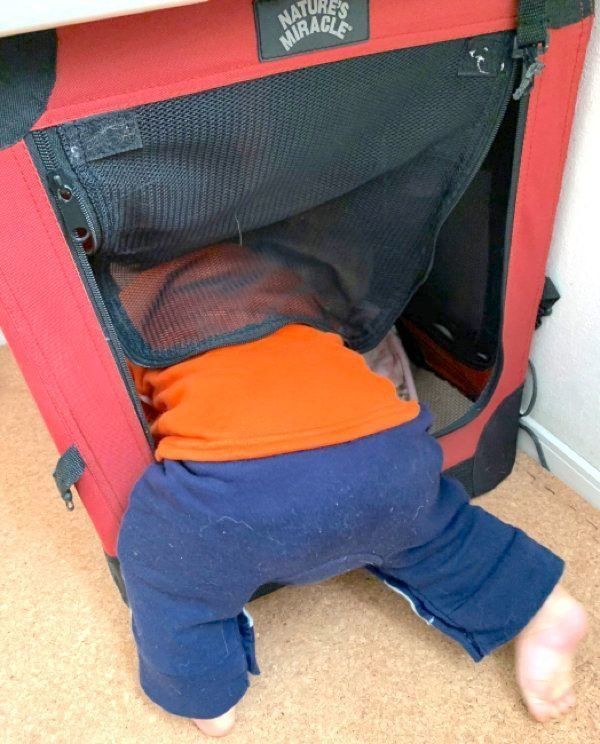 クレートに入る弟くん