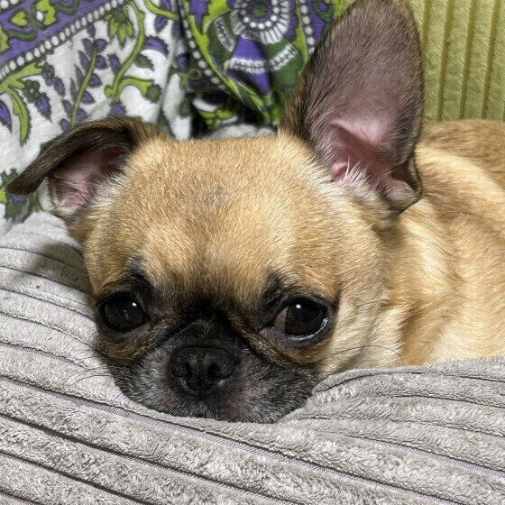 犬が頻繁に唾を飲み込む仕草をする？ 食事以外で喉を何度も「ゴックン」する理由 いぬのきもち