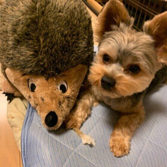 見つめるヨークシャー・テリア