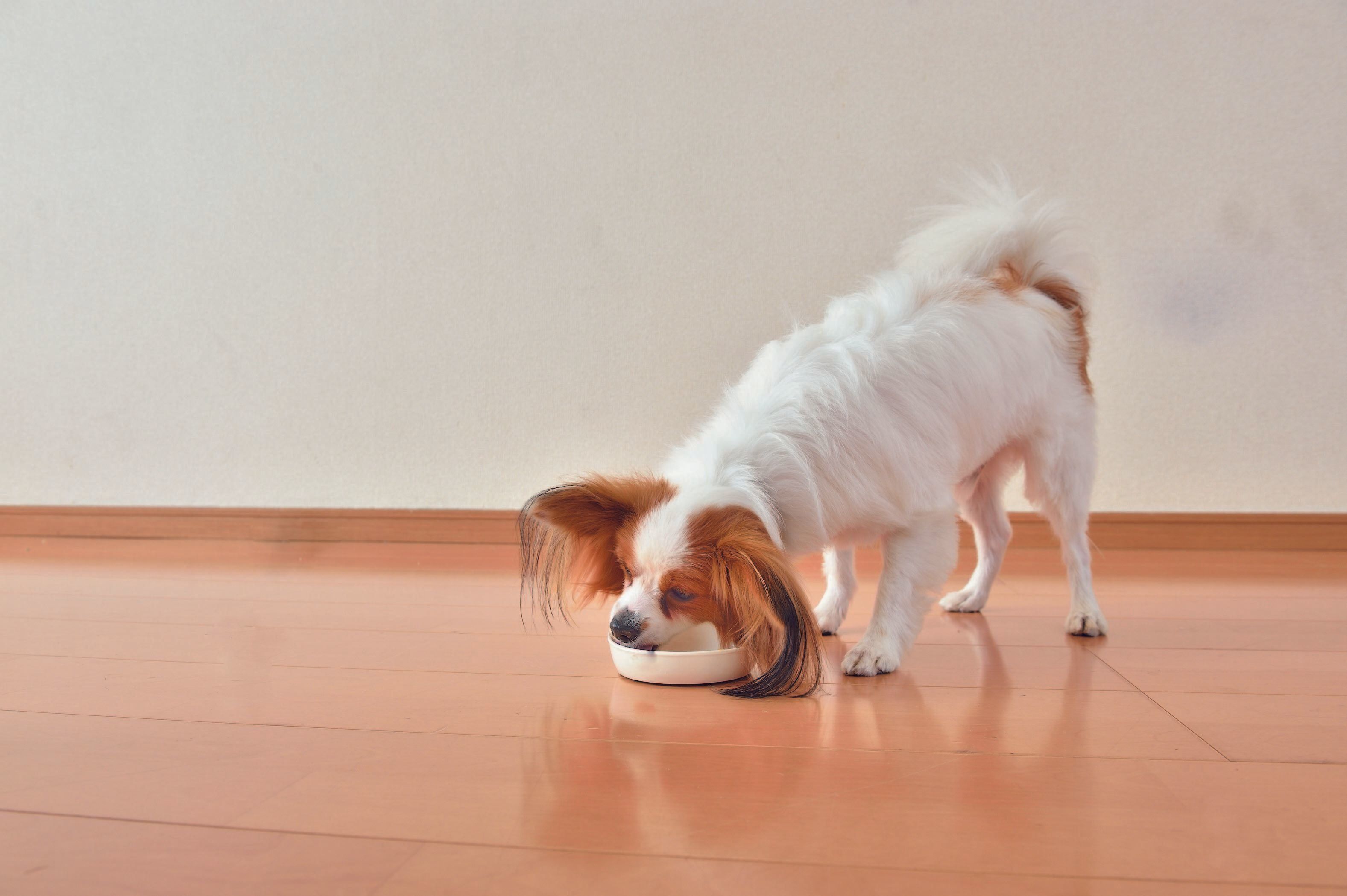 決まった時間にもらえないと、強いストレスを感じるように……（撮影／佐藤正之）